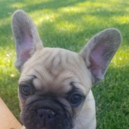 French Bulldogs from Grace's French Bulldogs