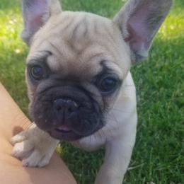 French Bulldogs from Grace's French Bulldogs