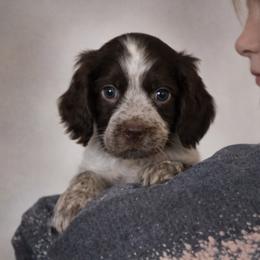 Malie - Tri-Roan female English Springer Spaniel puppy in Florida from Thunderbird Springers