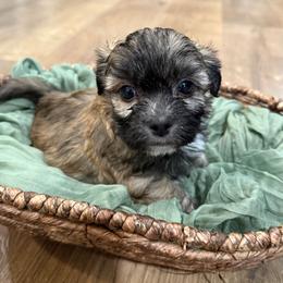Chunk - Brown male Shichon puppy in Bradford, Ohio from Ted E. Bear Patch