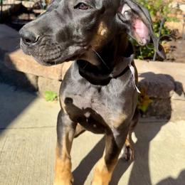 Rosemary - Black female Great Dane puppy in Corsica, Pennsylvania from Ferguson Family Danes LLC