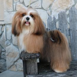 Havanese from Bill's Havanese