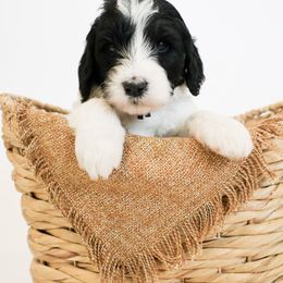 Assorted Doodle Crosses, Bernedoodle, Double Doodle, Goldendoodle, Labradoodle, and Whoodle Puppies from Our Little Farm Life Doodles