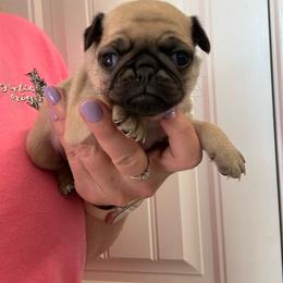 Bunny - Fawn female Pug puppy in Ludowici, Georgia from Royal Destiny Kennels
