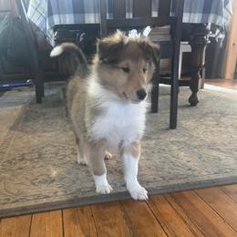 Donner - Sable and white male Collie puppy in Morocco, Indiana from Collegiate Bassets and Rheign Collies