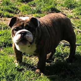 Tilley - Bulldog