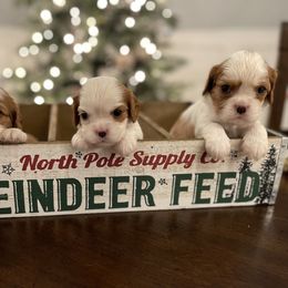 Cavalier King Charles Spaniel Puppies from Ridgefield Cavaliers