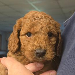 Flareon - Red male Cavapoo puppy in Conklin, Michigan from Lake Michigan Couture Cavapoos & Cockapoos