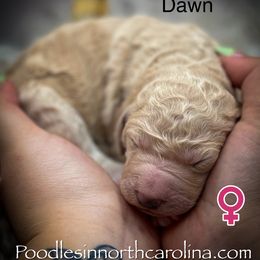 Dawn - Cream female Poodle puppy in Greenville, North Carolina from Grace Poodles