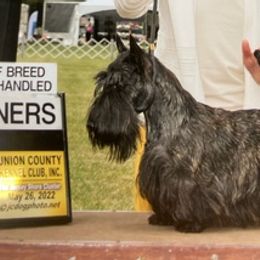 Scottish Terriers from Karen's Scottish Terriers
