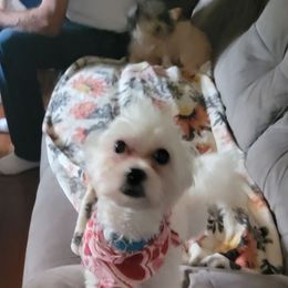 Jelly Bean - Maltese