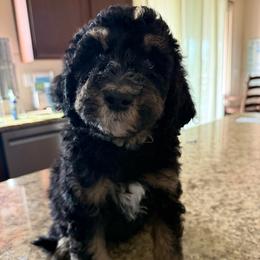 Bear - male Golden Mountain Doodle puppy in El Cajon, California from Golden Liberty Doodles