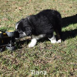 Australian Shepherd Puppies from Glacier Aussies