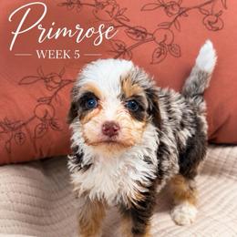Primrose - Chocolate merle female Bernedoodle puppy in Burbank, Ohio from Berns & Doodles