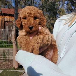 Charlie Videos 20-30 pounds - Red  male Poodle puppy in Orland, California from Elliott's Elite Puppies