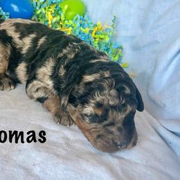 Thomas - Blue merle male Bernedoodle puppy in Spring Valley, Wisconsin from Filipiak Breeders