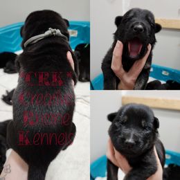 Girl 4 - Black and tan German Shepherd puppy in Georgia from The Creative Rhone Kennel