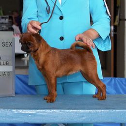 Toma - Brussels Griffon