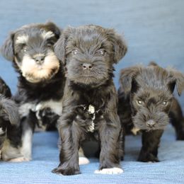 Miniature Schnauzer Puppies from Schnauzers of Georgia Cliff
