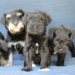 Miniature Schnauzer Puppies from Schnauzers of Georgia Cliff