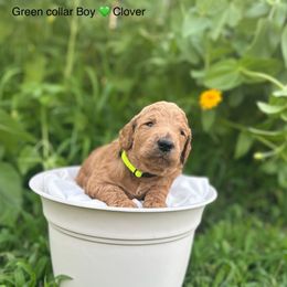 Clover - Apricot male Poodle puppy in Atlanta, Texas from Miller Creek Standard Poodles