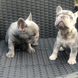 French Bulldog Puppies from NeighborHood Frenchies