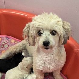 Storm - Havanese