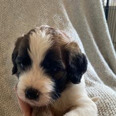 Saint Berdoodle Puppies from Tempe Town Saint Berdoodles