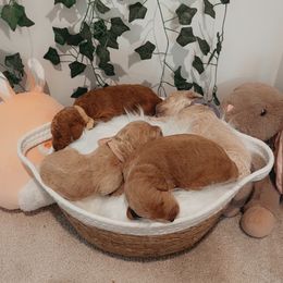 Goldendoodle Puppies from Wesley Doodles