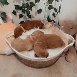 Goldendoodle Puppies from Wesley Doodles