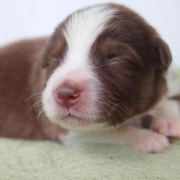 Alice - Red tri-color female Australian Shepherd puppy in Star City, Arkansas from Blush & Lace Aussie Co.