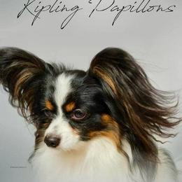 Papillon puppies from Kipling Papillons