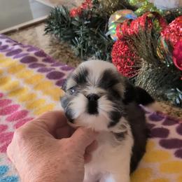 Teddy Bear - Gold and white male Shih Tzu puppy in Pleasant Hill, Missouri from Misty Dajavue Shih-Tzu