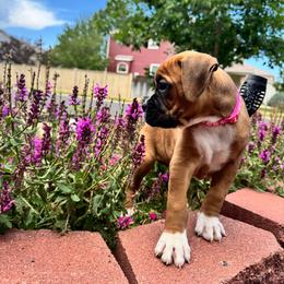 Dark pink - Fawn female Boxer puppy in Denver, Colorado from Yuni’s AKC Boxers