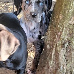 Catahoula Leopard Dog Puppies from Peach Tree Catahoulas