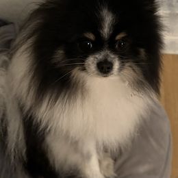 Vader - Pomeranian