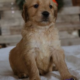 Linnie McCallister - Dark golden female Golden Retriever puppy in Harriman, Tennessee from Grace Golden Retrievers