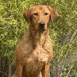 Labrador Retriever puppies from Rocha Retrievers