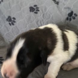 Pyrenean Mastiff Puppies from Mastini Sierra Pyrenean Mastiffs