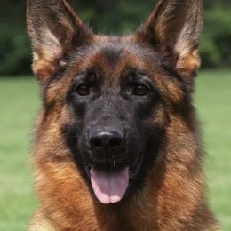 Prima - German Shepherd