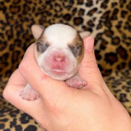 Sable Parti - Parti female Miniature Schnauzer puppy in Hillsville, Virginia from Valley View Schnauzers