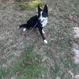 Border Collie puppies from Ferguson Border Collies