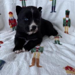 Siberian Husky Puppies from Moonlight Siberian Huskies