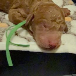 Green collar - Red  male Goldendoodle puppy in Puyallup, Washington from Dawnie’s Doodles