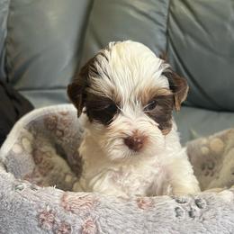 AKC  Betty 4.3 K - Chocolate tan and white female Biewer Terrier puppy in Osteen, Florida from Moonshadow Biewer Terriers