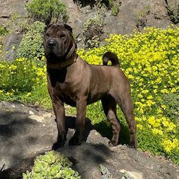 Chinese Shar-Pei All Grown Up from ENZI PEI