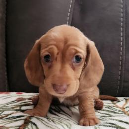 Silky wirehaired Joy AKC - Red female Dachshund puppy in Torrance, California from Lucky Dachshunds