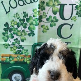 Bernedoodle Puppies from Birdie Bernedoodles