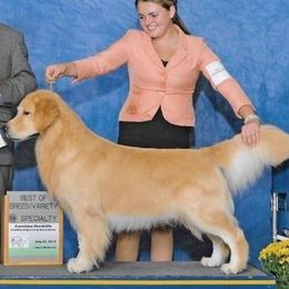German Wirehaired Pointers and Golden Retrievers from Pegram Kennels
