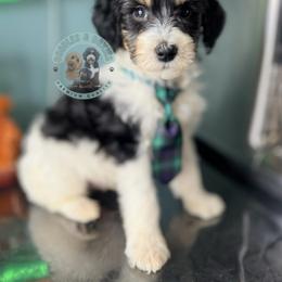 Frosty - Black and white male Sheepadoodle puppy in Marion, Ohio from Doodles & Doxies